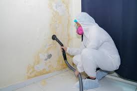 Environmental Consulting for Mold Prevention in Brentwood, MD